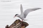 commonTern_100512d.jpg