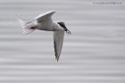 commonTern_100512f.jpg