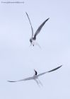 commonTern_110511a.jpg