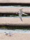 commonTern_110511d.jpg