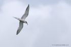 commonTern_110511e.jpg