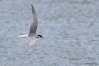 commonTern_110511s.jpg