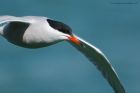 commonTern_130516b.jpg