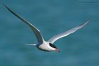 commonTern_130516h.jpg