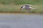 commonTern_200612g.jpg