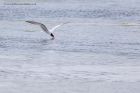 commonTern_200612j.jpg