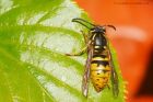 commonWasp_100415e.jpg