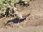Filename=common_sandpiper_1904a.jpg
Filesize=149KB
Dimensions=760x576
Date added=Oct 06, 2008 common_sandpiper_1904a.jpg