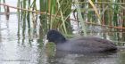 Filename=coot_011012c.jpg
Filesize=236KB
Dimensions=1000x520
Date added=Nov 25, 2012 coot_011012c.jpg