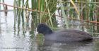 coot_011012c.jpg