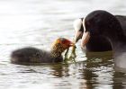 coot_020509a.jpg