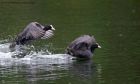 coot_020911b.jpg