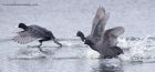 coot_021012a.jpg