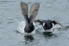 coot_031013a.jpg