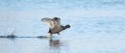 coot_040217a.jpg