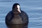 coot_050112f.jpg