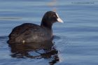 coot_050112h.jpg