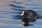 coot_050112j.jpg