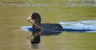 coot_050512b.jpg