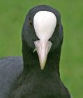 coot_0509e.jpg