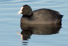 coot_061208a.jpg