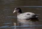 coot_080310c.jpg