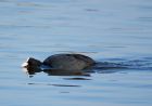 coot_090208f.jpg