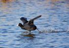 coot_090208i.jpg