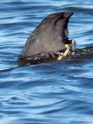 coot_100209b.jpg