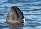 coot_100209c.jpg