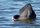 coot_100209d.jpg