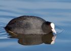 coot_100209e.jpg