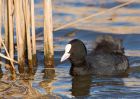 coot_100210a.jpg