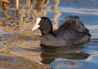 Filename=coot_100210d.jpg
Filesize=249KB
Dimensions=1000x714
Date added=Feb 15, 2010 coot_100210d.jpg