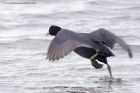 coot_101211a.jpg