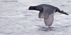 coot_101211b.jpg