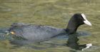 coot_110415a.jpg