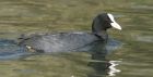 Filename=coot_110415b.jpg
Filesize=320KB
Dimensions=1200x611
Date added=Aug 02, 2015 coot_110415b.jpg
