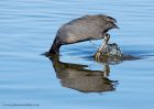 coot_121010a.jpg