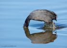 coot_121010b.jpg