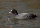 coot_140309a.jpg