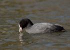 coot_140309b.jpg