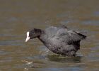 coot_140309e.jpg