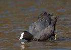 coot_140309f.jpg