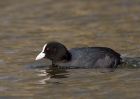 coot_140309g.jpg