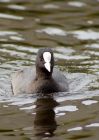 coot_150808a.jpg