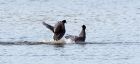 coot_160310c.jpg