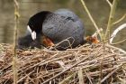 coot_160416b.jpg