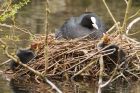 coot_160416e.jpg