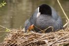 coot_160416g.jpg